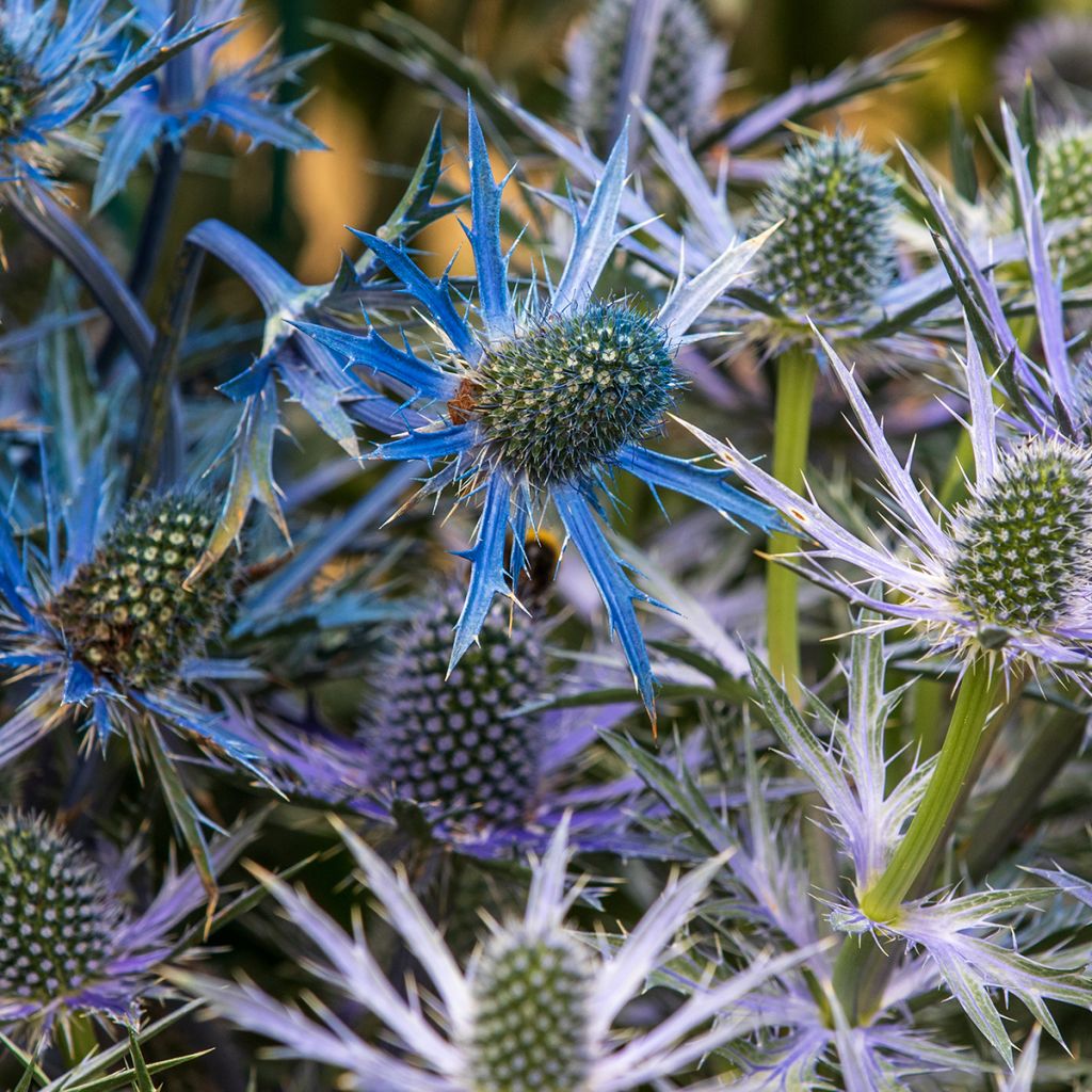 Eryngium zabelii Big Blue - Eringio