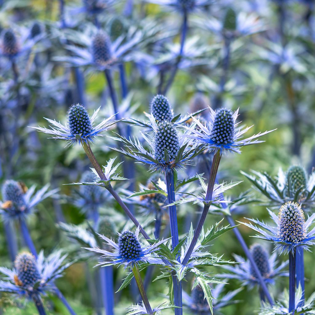 Eryngium zabelii Big Blue - Eringio