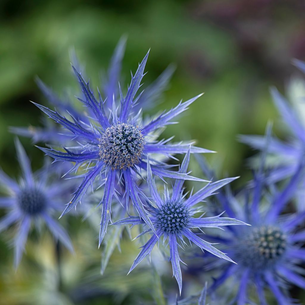 Eryngium zabelii Big Blue - Eringio