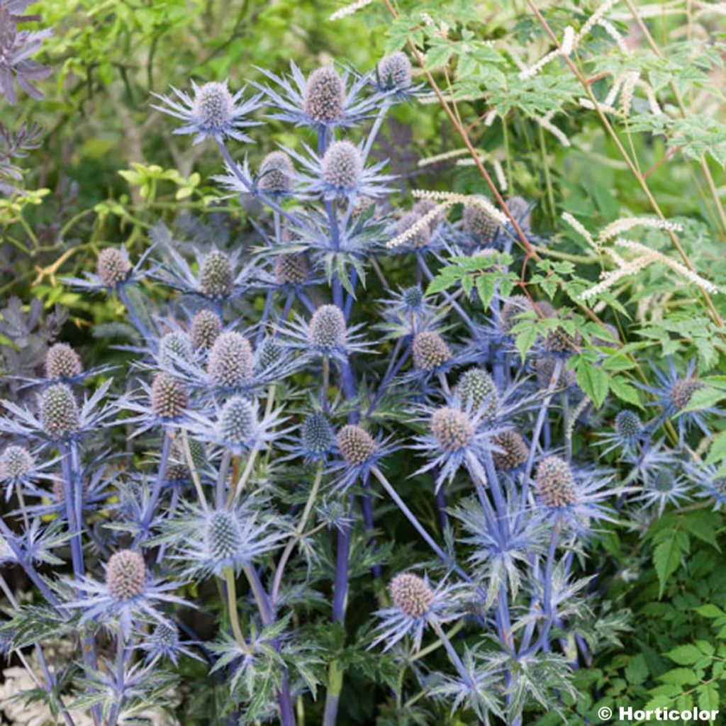 Eryngium zabelii Jos Eijking - Eringio