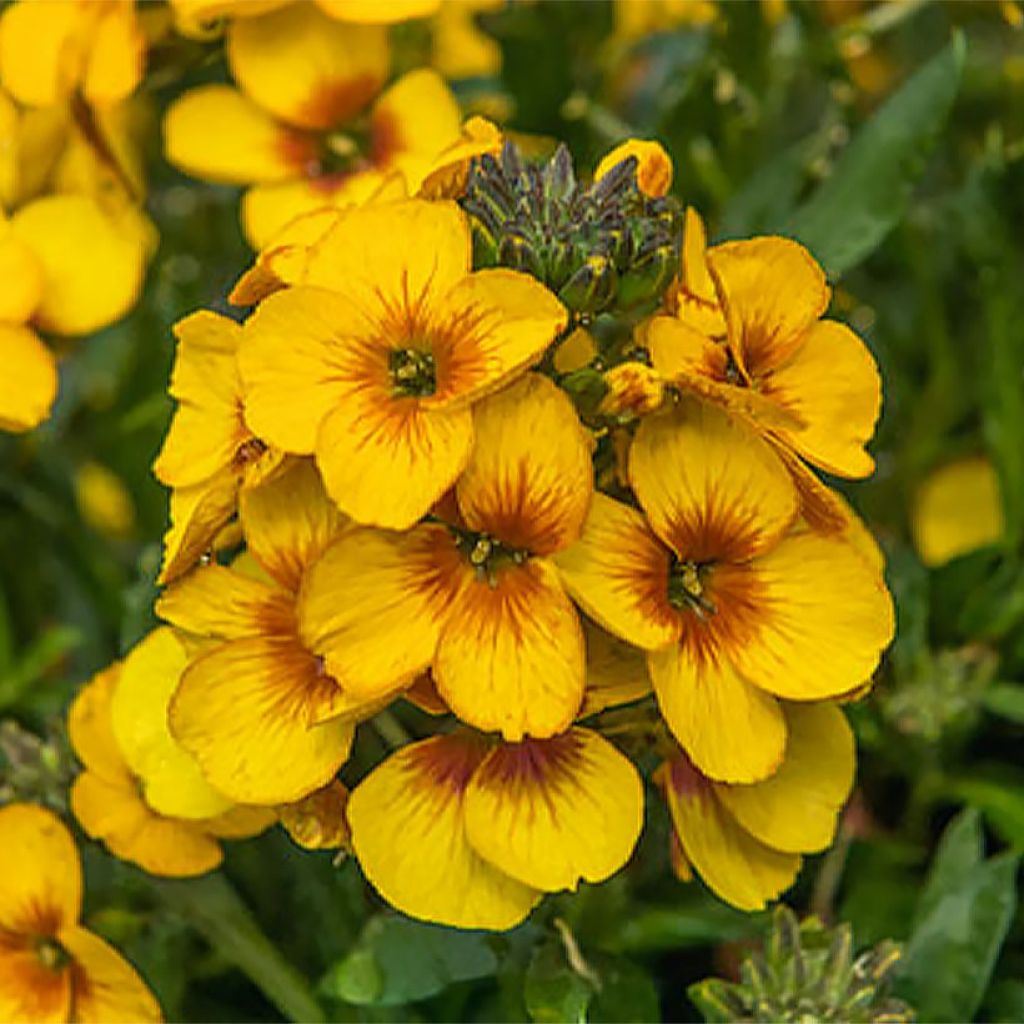 Giroflée vivace - Erysimum Winter Spirit