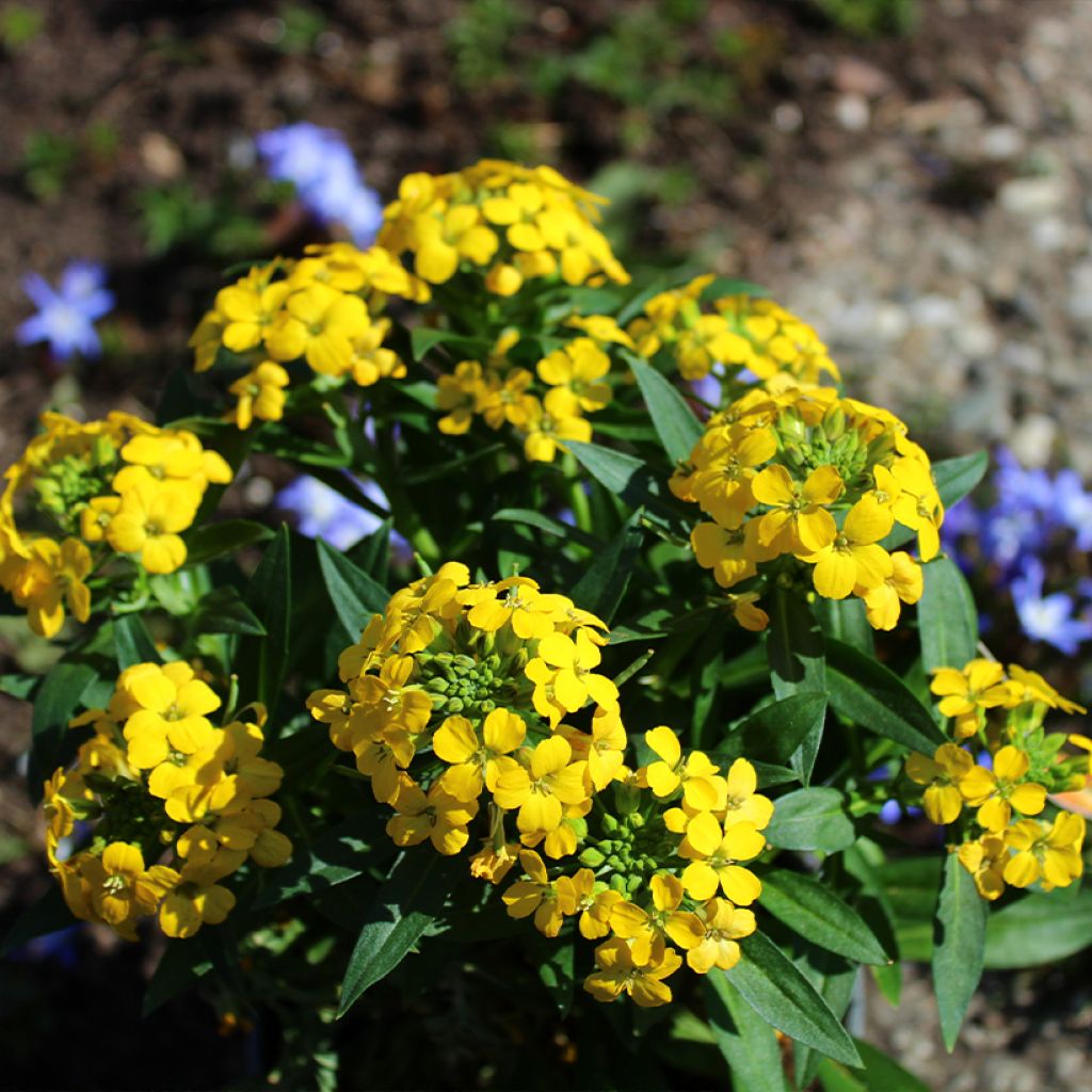 Erysimum alpinum - Alhelí