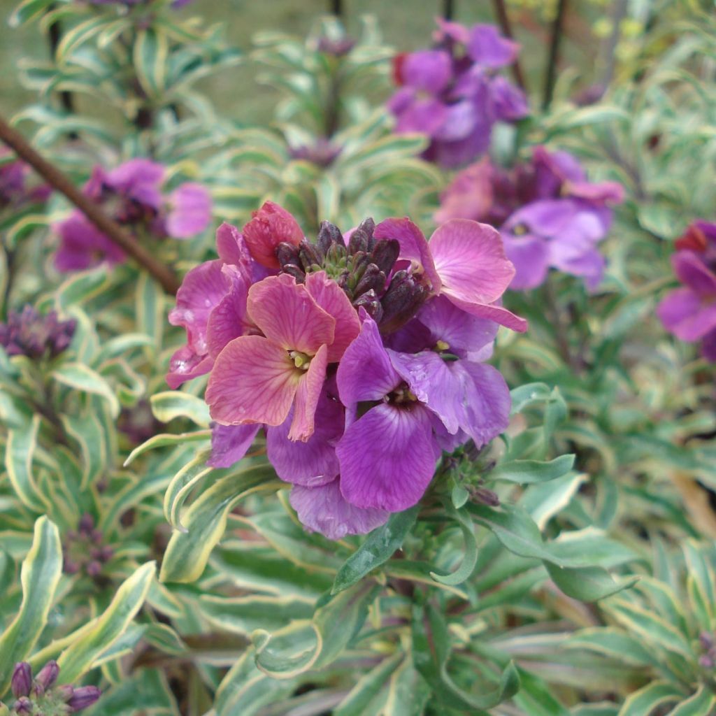 Erysimum linifolium Variegatum