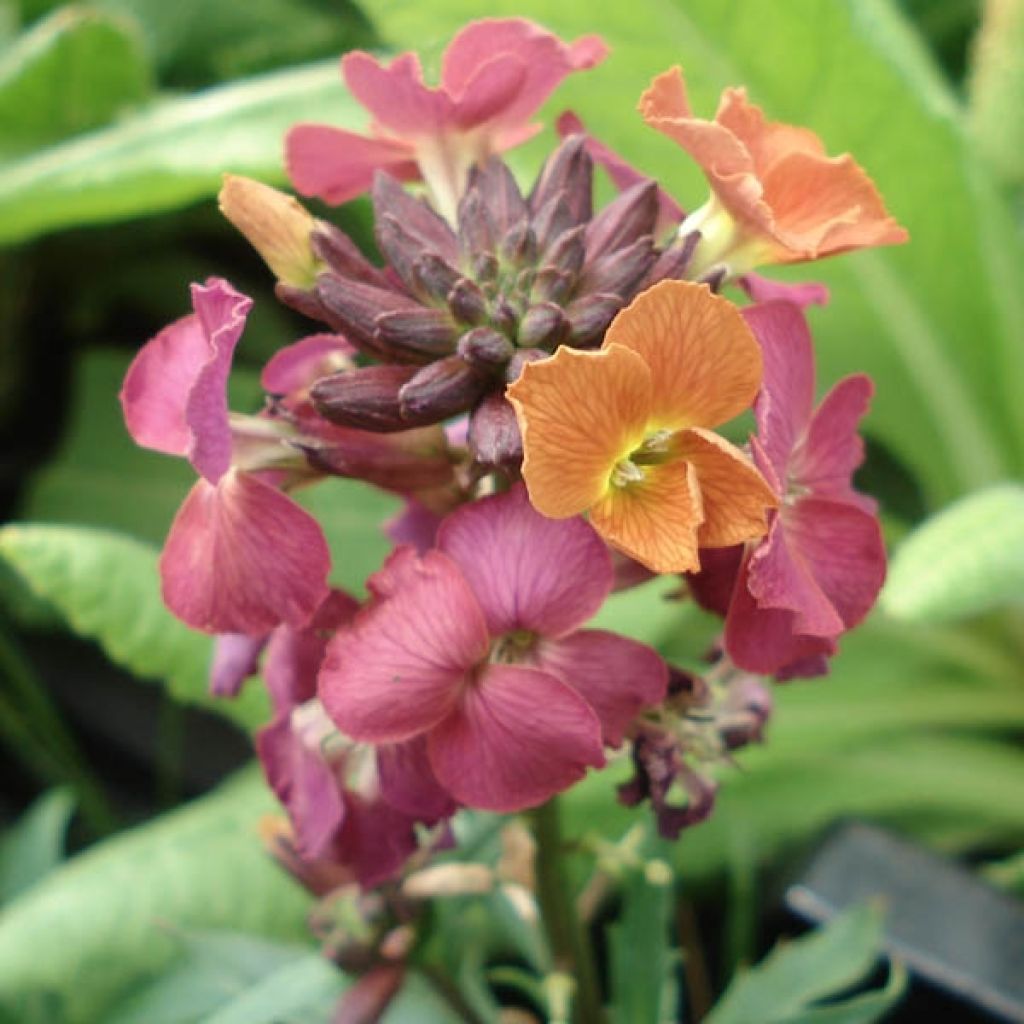 Giroflée - Erysimum Constant Cheer