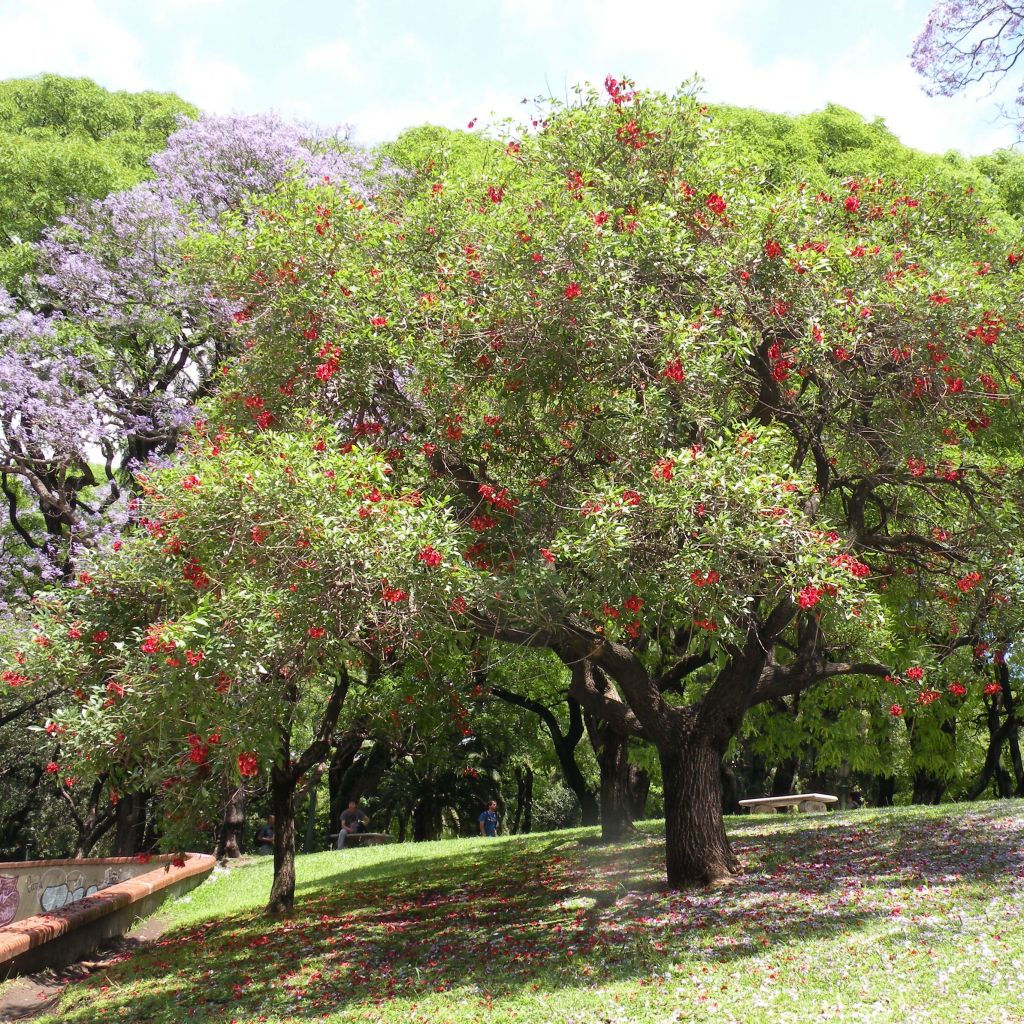 Erythrina crista-galli - Erythrine Crête-de-coq.