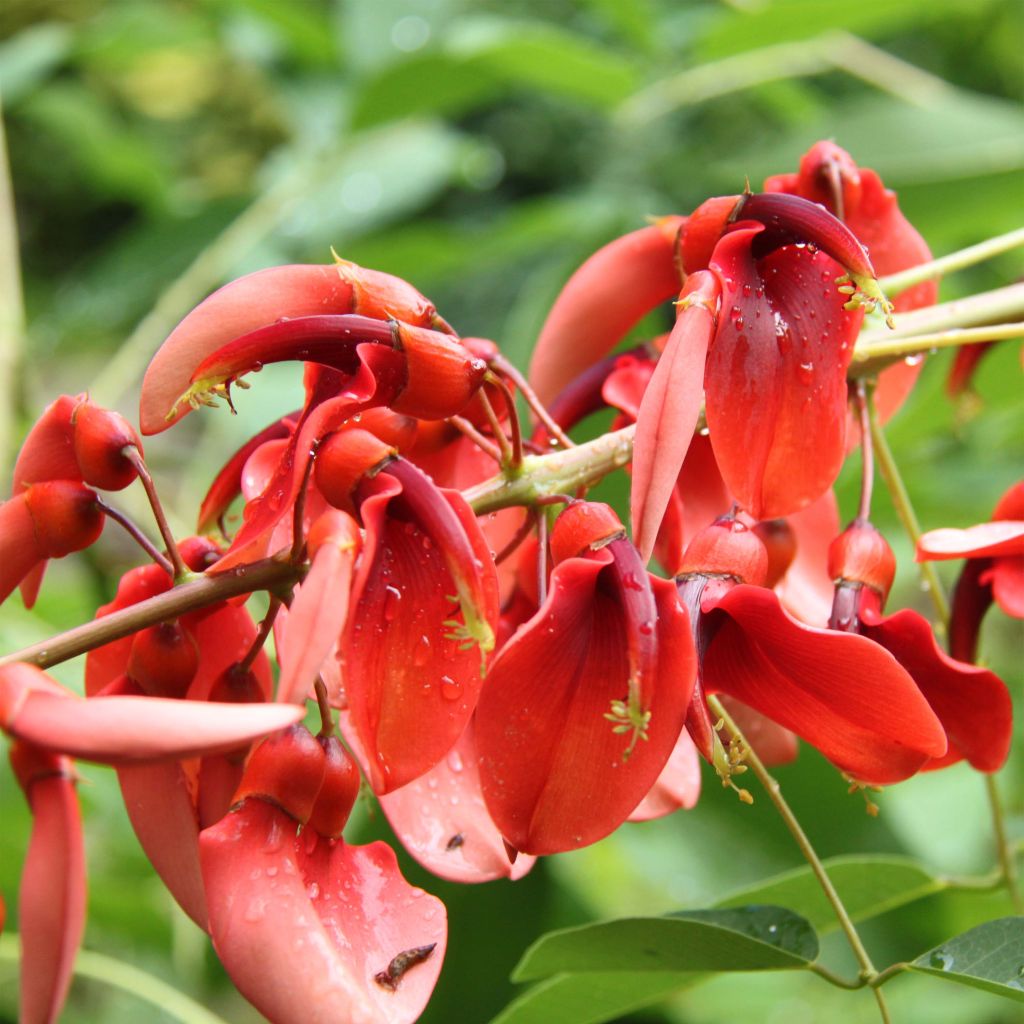 Erythrina crista-gallii Compacta - Erythrina crista-gallii Compacta