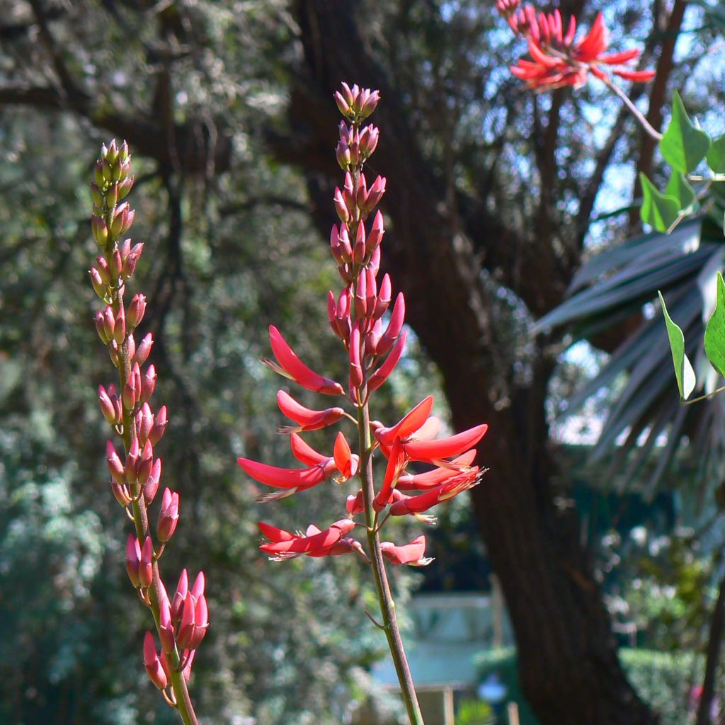 Erythrina x Bidwilli - Erythrine rouge