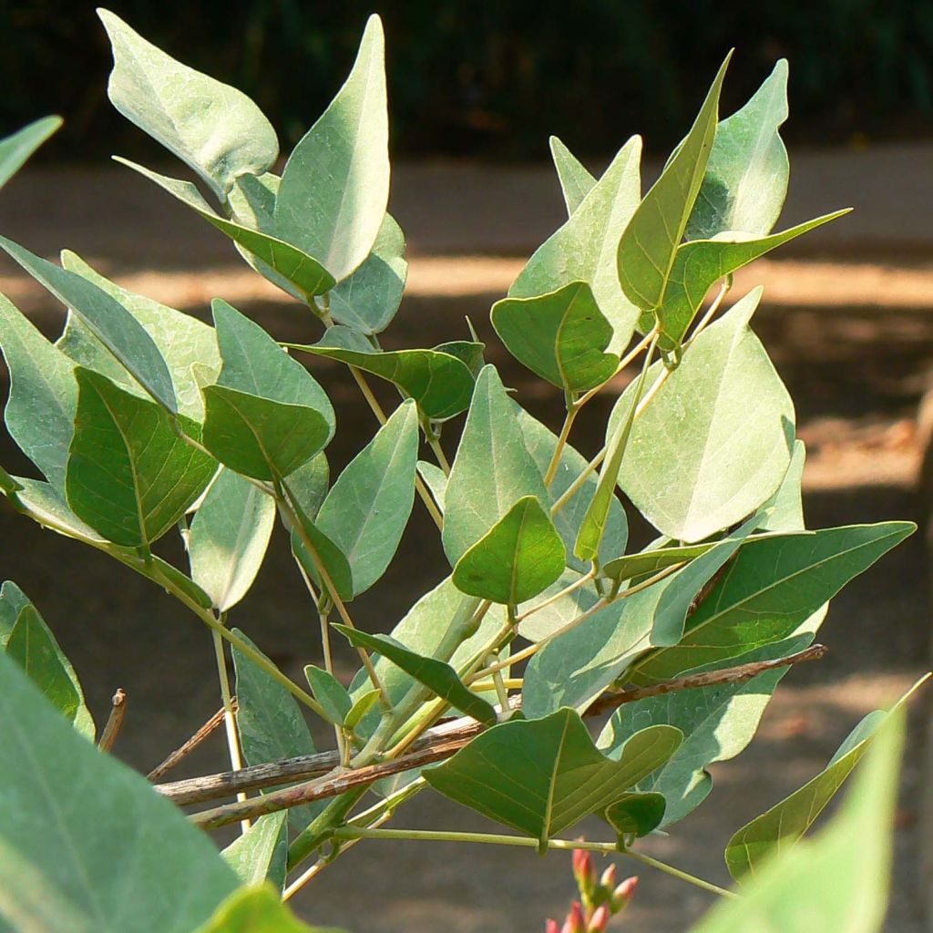 Erythrina x Bidwilli - Erythrine rouge