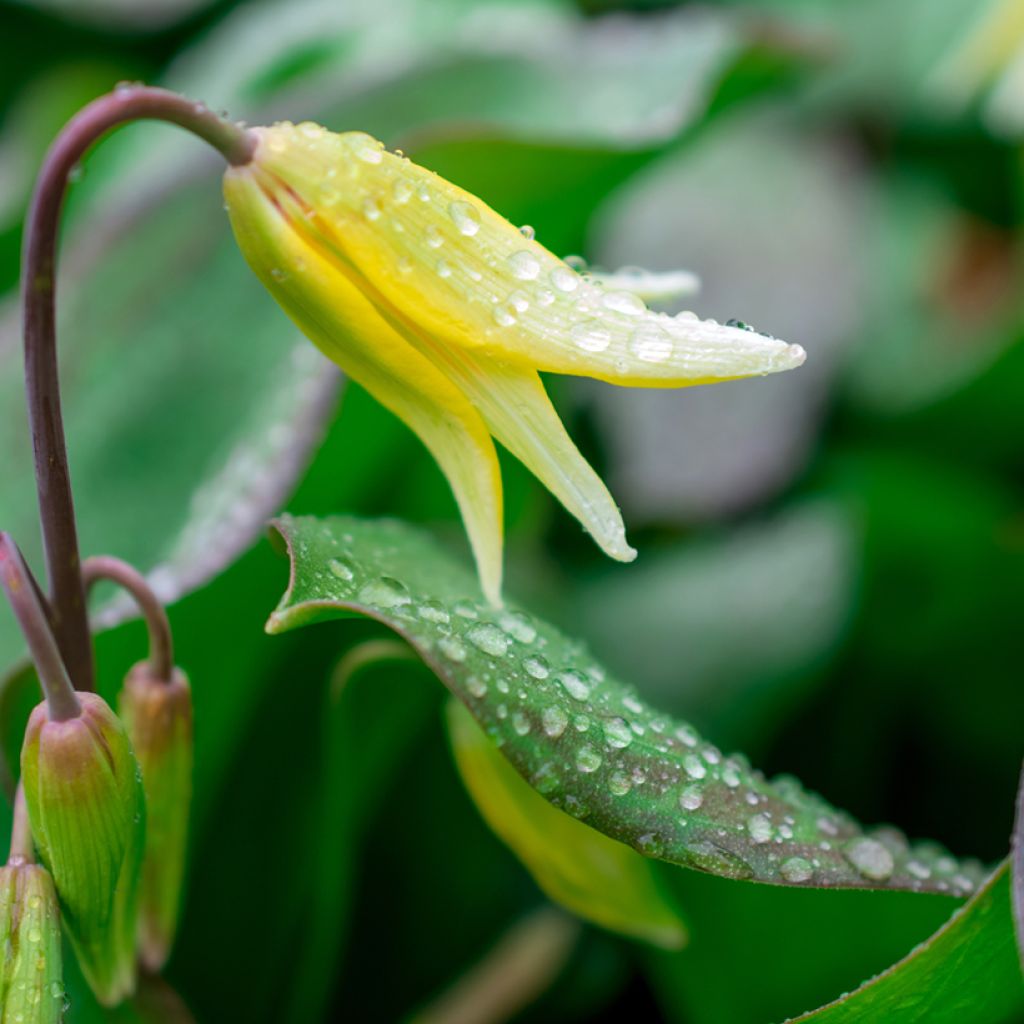 Erythronium Pagoda