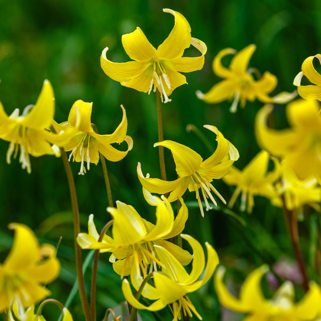 Erythronium Pagoda