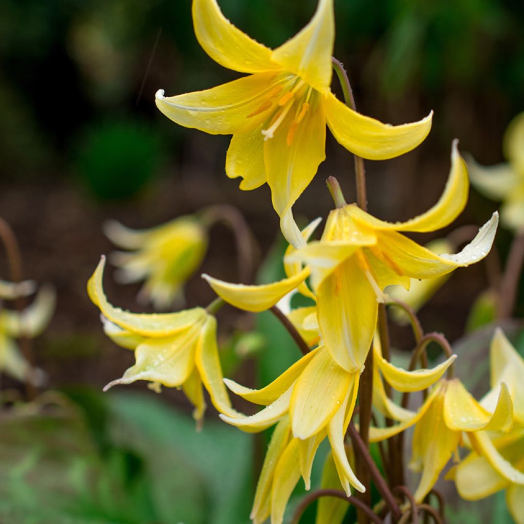 Erythronium Pagoda