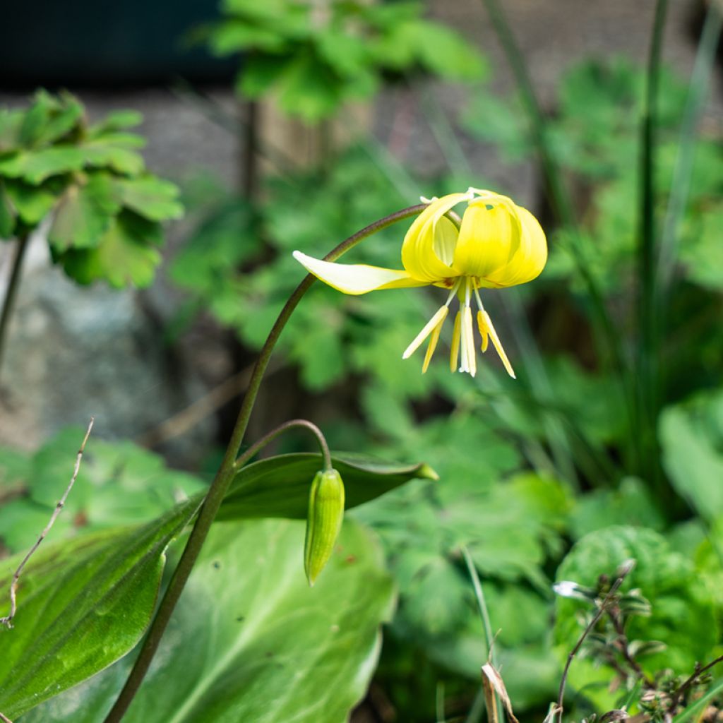 Erythronium Pagoda