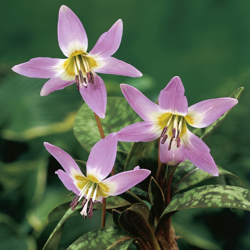 Erythronium dens canis Lilac Wonder - Diente de perro