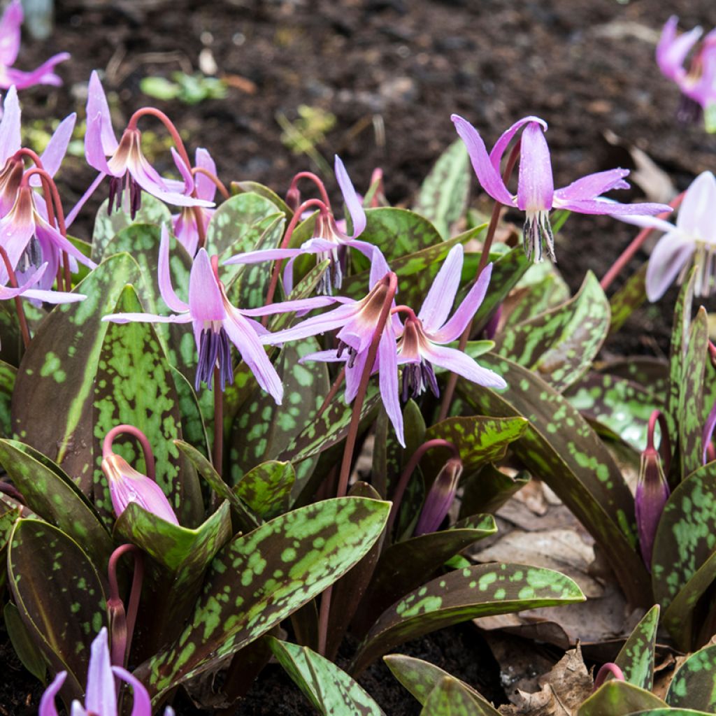 Erythronium dens-canis Rose Queen - Diente de perro