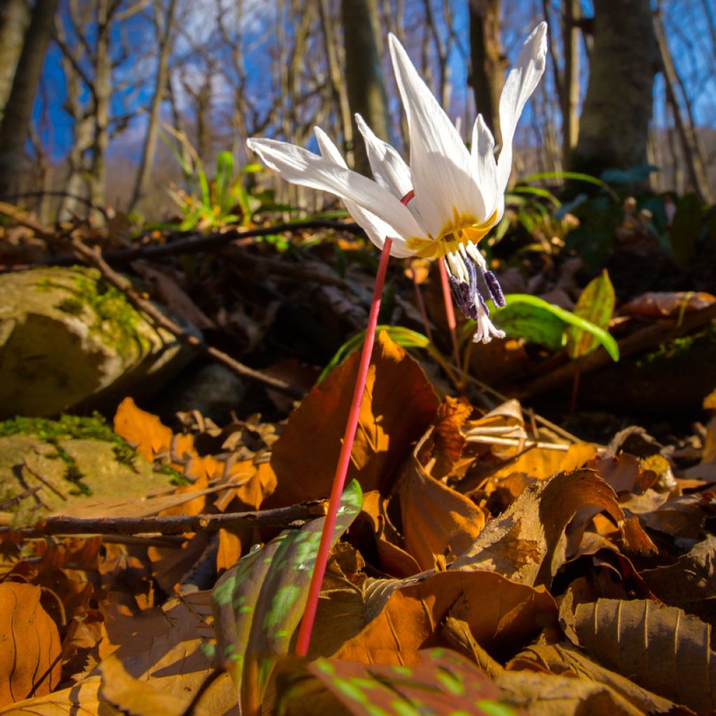 Erythronium dens canis Snowflake