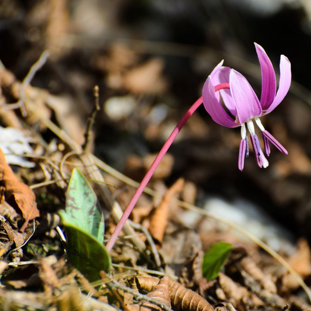 Erythronium dens-canis