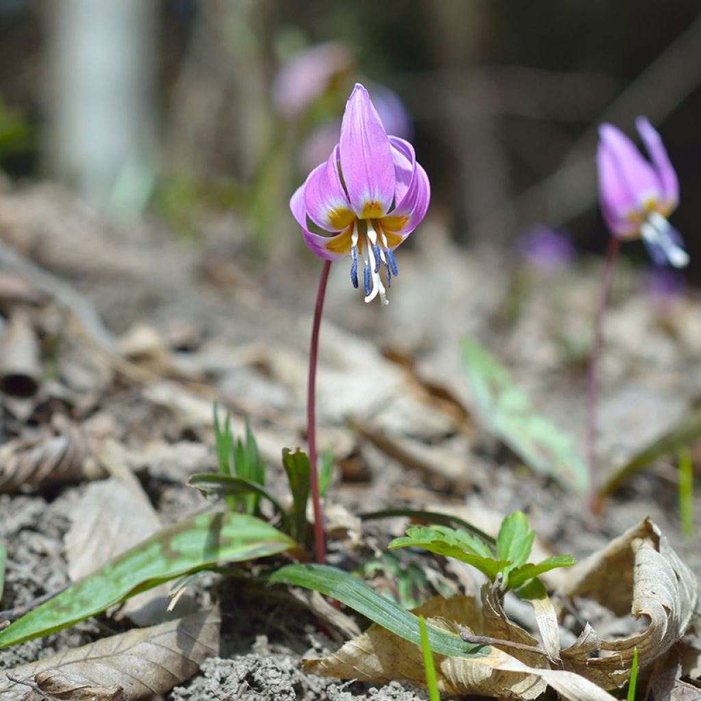 Erythronium dens-canis