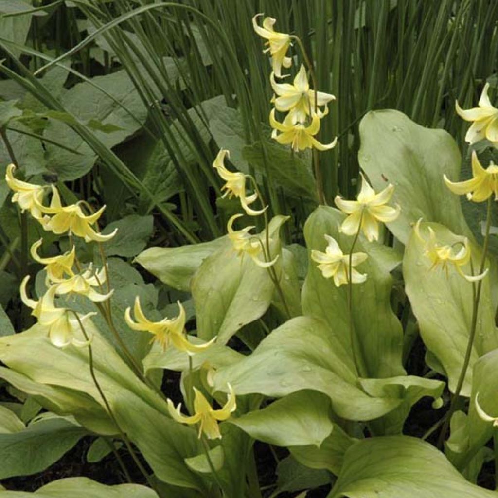 Erythronium Tuol.Pagoda ou Lis des Bois