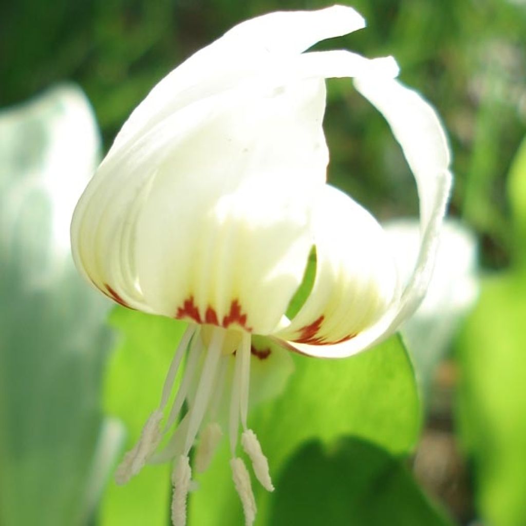 Erythronium White Beauty