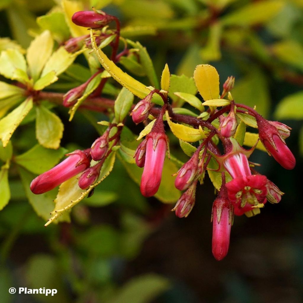 Escallonia hybride Golden Carpet