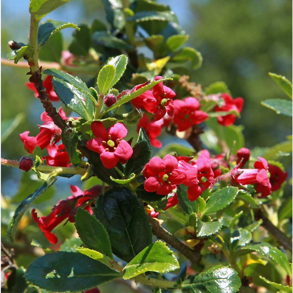 Escallonia compacta Coccinea