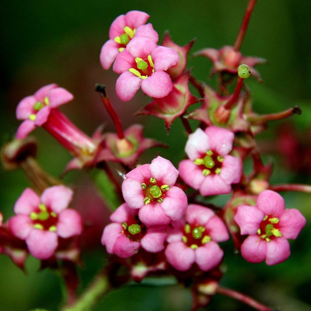 Escallonia rubra macrantha