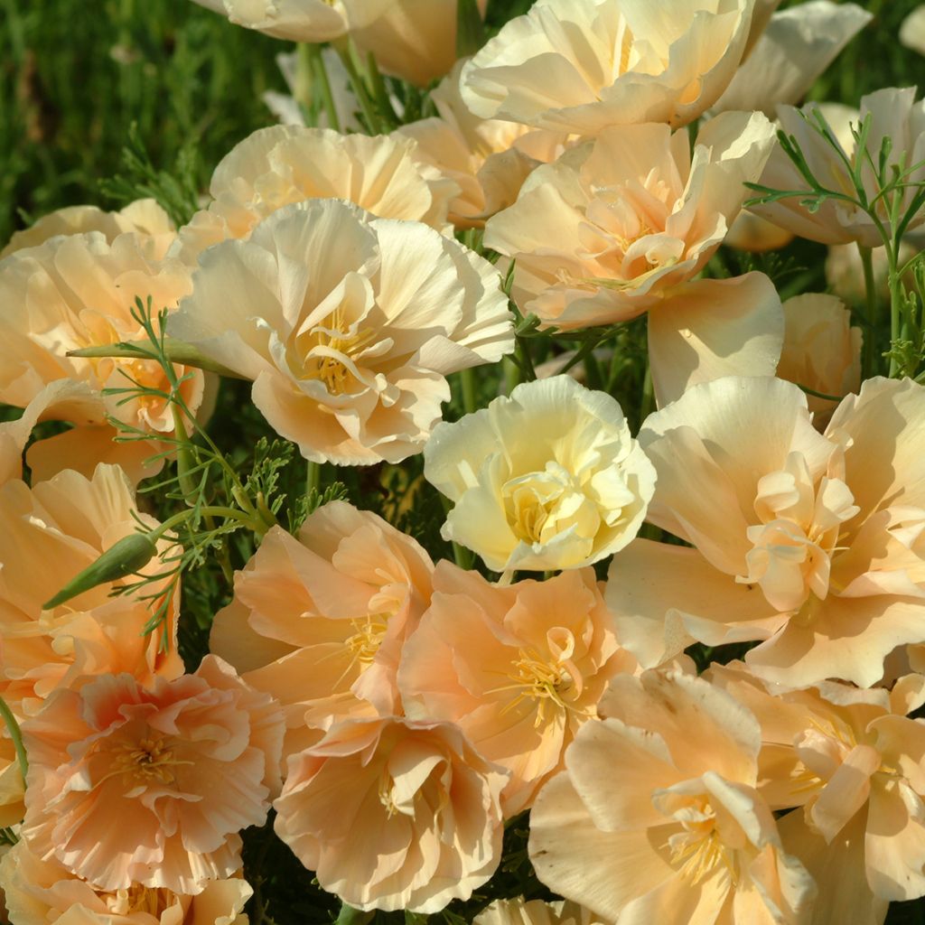 Eschscholzia californica Pink Champagne - Amapola de California