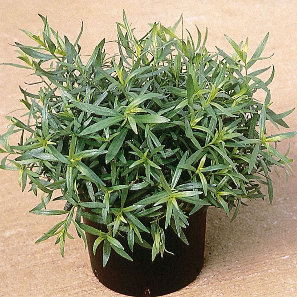 Estragón BIO - Artemisia dracunculus