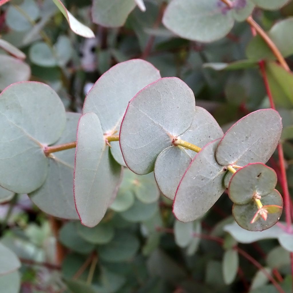 Eucalyptus Baby Blue - Gommier argenté