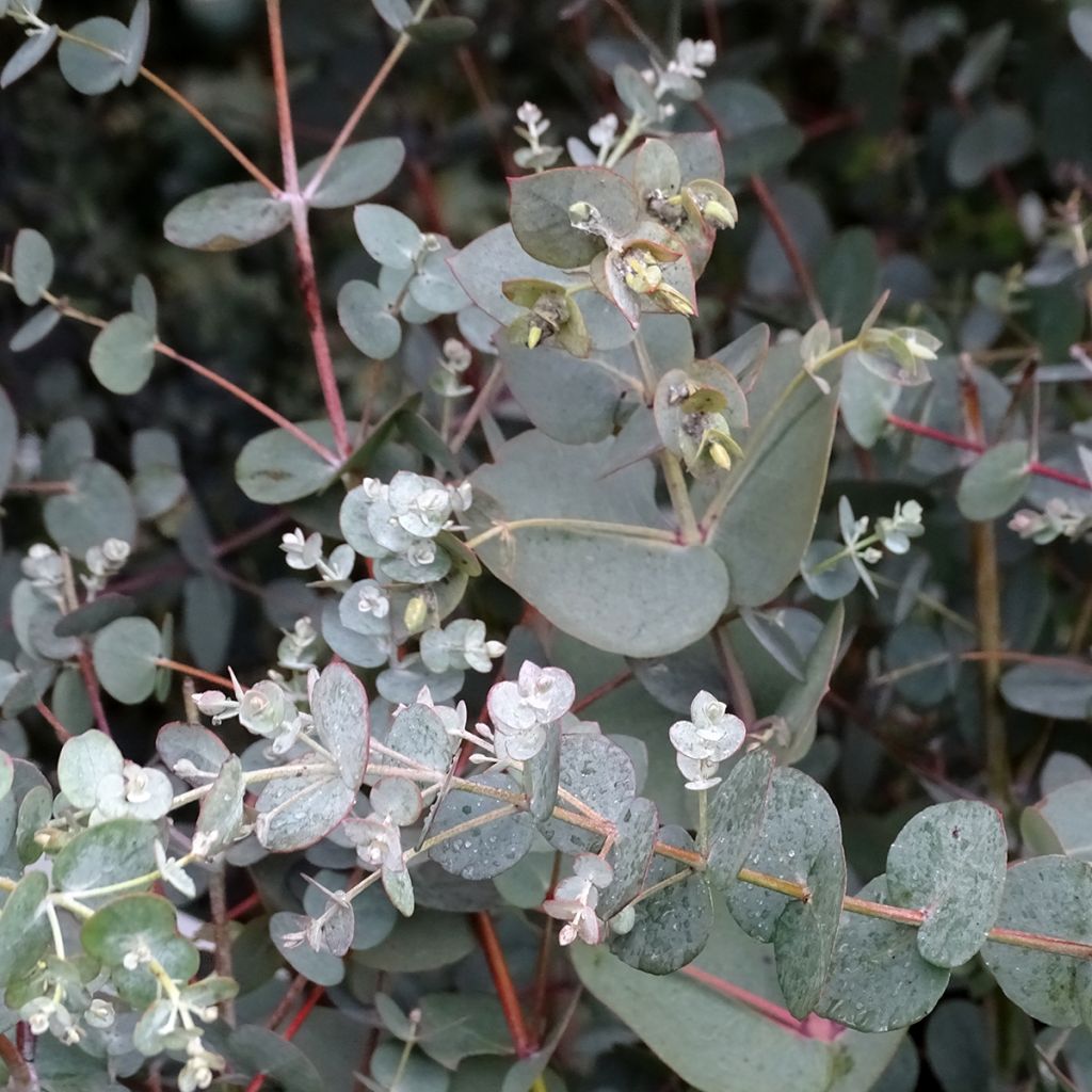 Eucalyptus Baby Blue - Gommier argenté