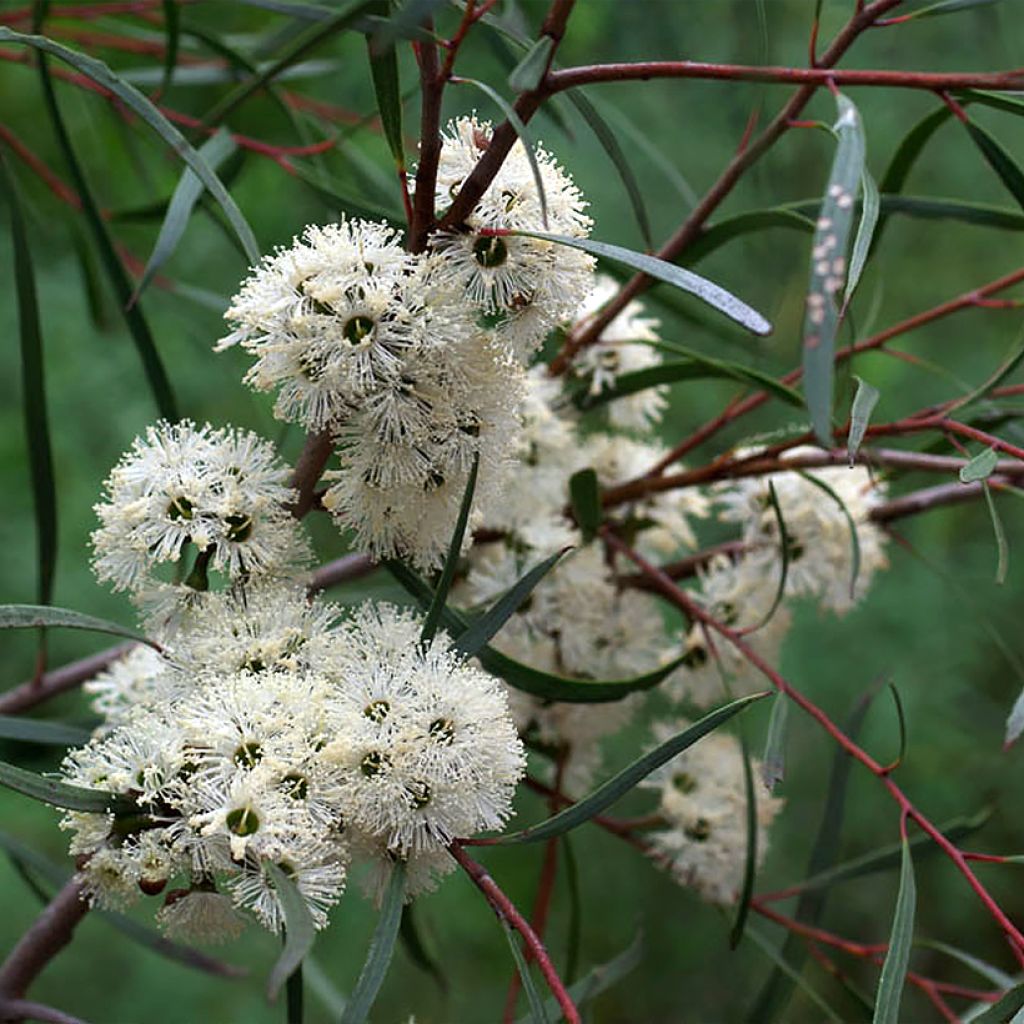 Eucalyptus apiculata - Eucalipto de flores amarillas