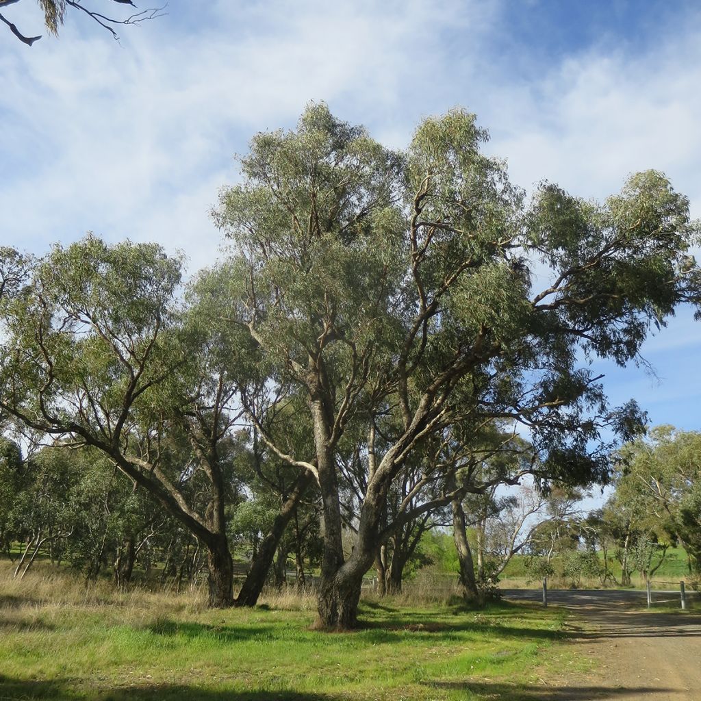 Eucalyptus bridgesiana - Eucalipto rojo