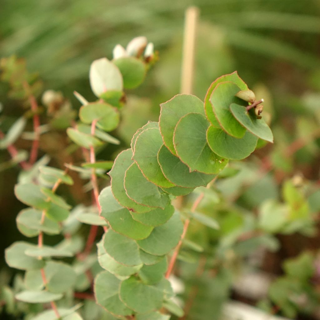 Eucalyptus bridgesiana - Eucalipto rojo