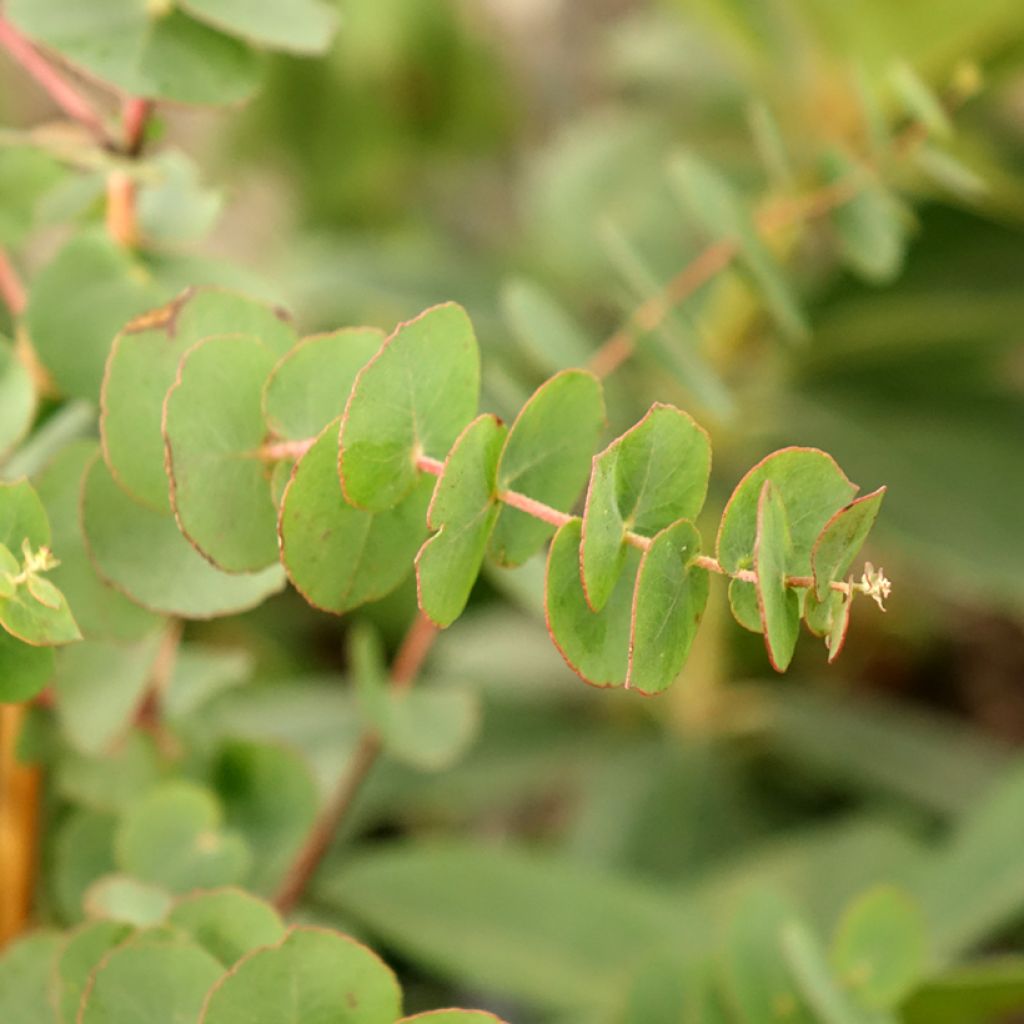 Eucalyptus bridgesiana - Eucalipto rojo