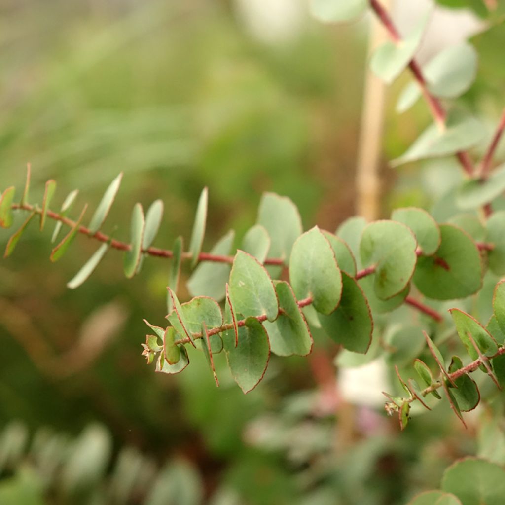 Eucalyptus bridgesiana - Eucalipto rojo