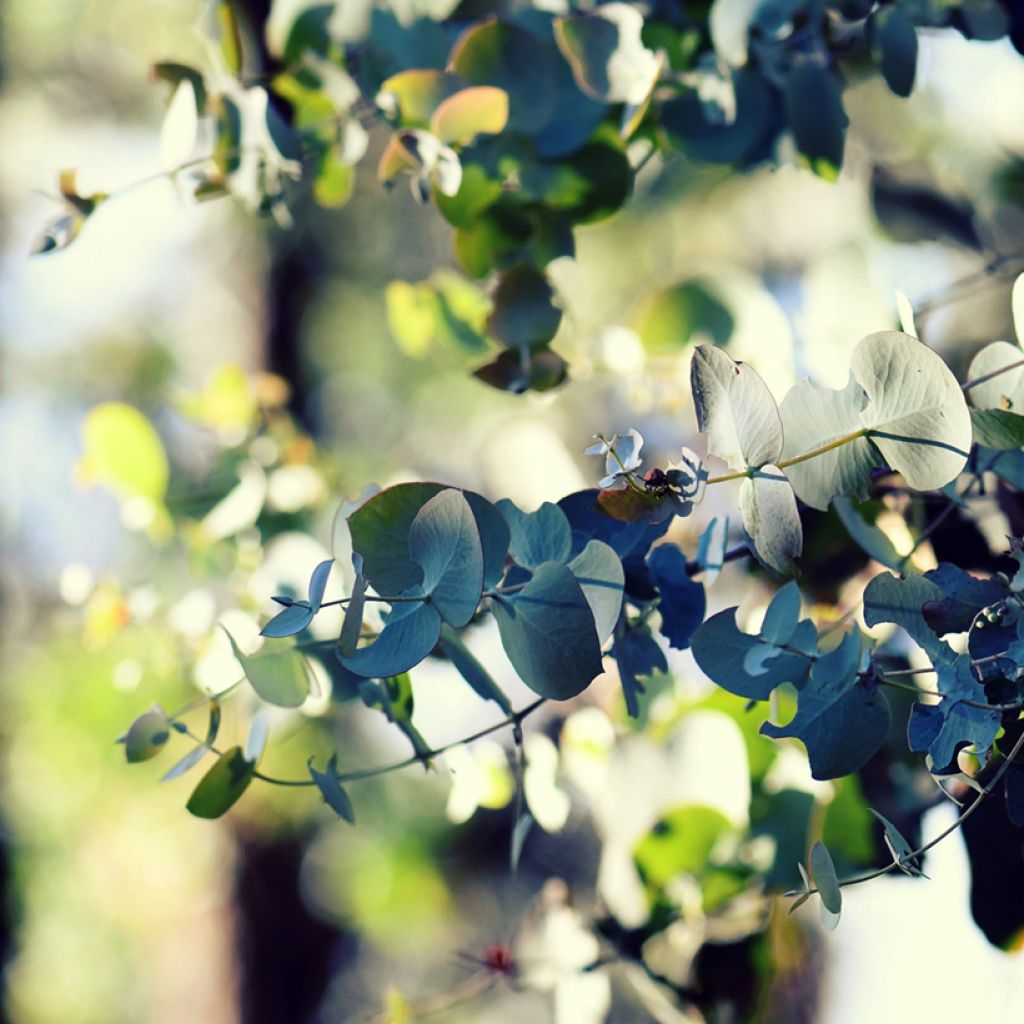 Eucalyptus cinerea Silver Dollar