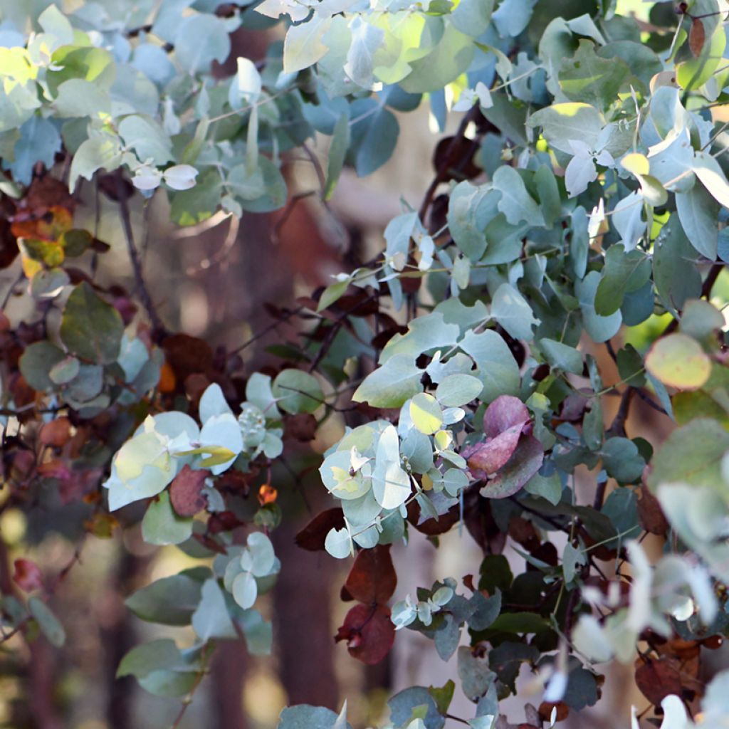 Eucalyptus cinerea Silver Dollar - Gommier cendré