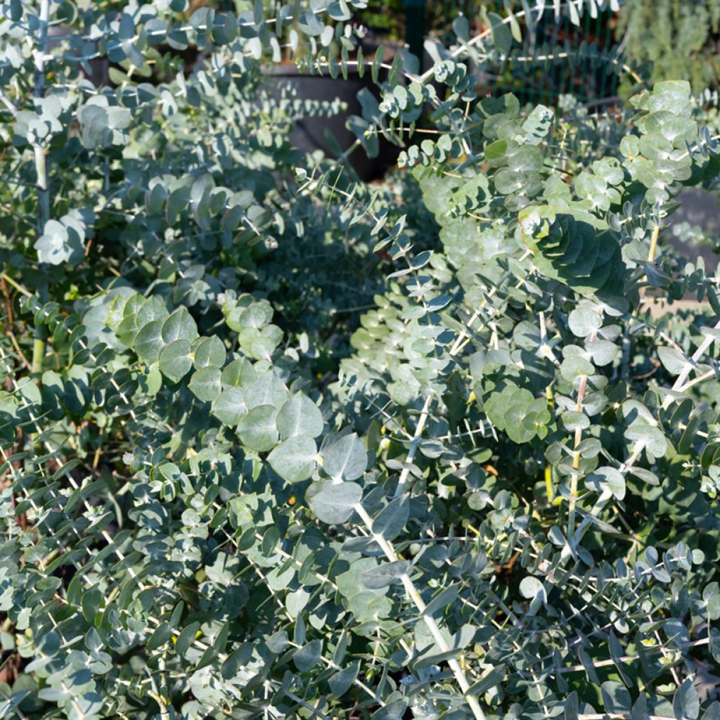 Eucalyptus cinerea Silver Dollar - Gommier cendré