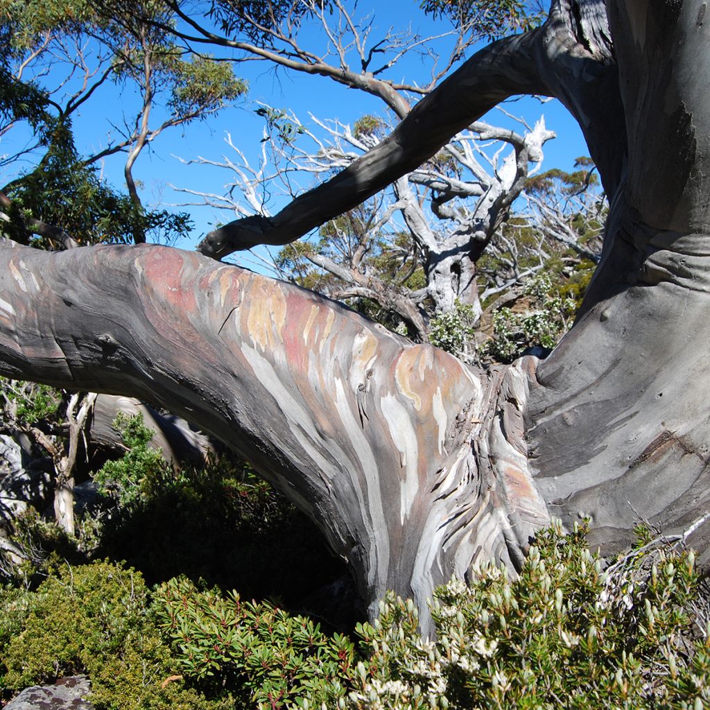 Eucalyptus coccifera Mt Field