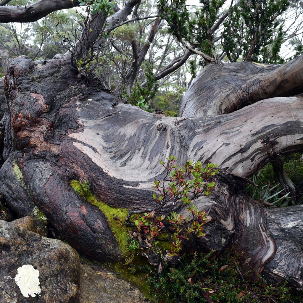 Eucalyptus coccifera Mt Field