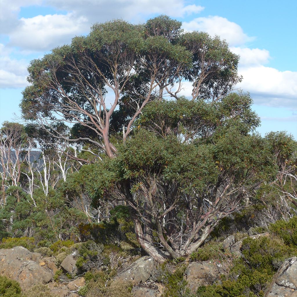 Eucalyptus coccifera Mt Field