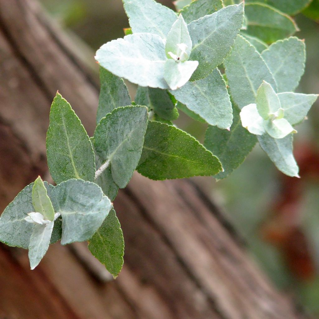 Eucalyptus crenulata - Eucalipto rosado