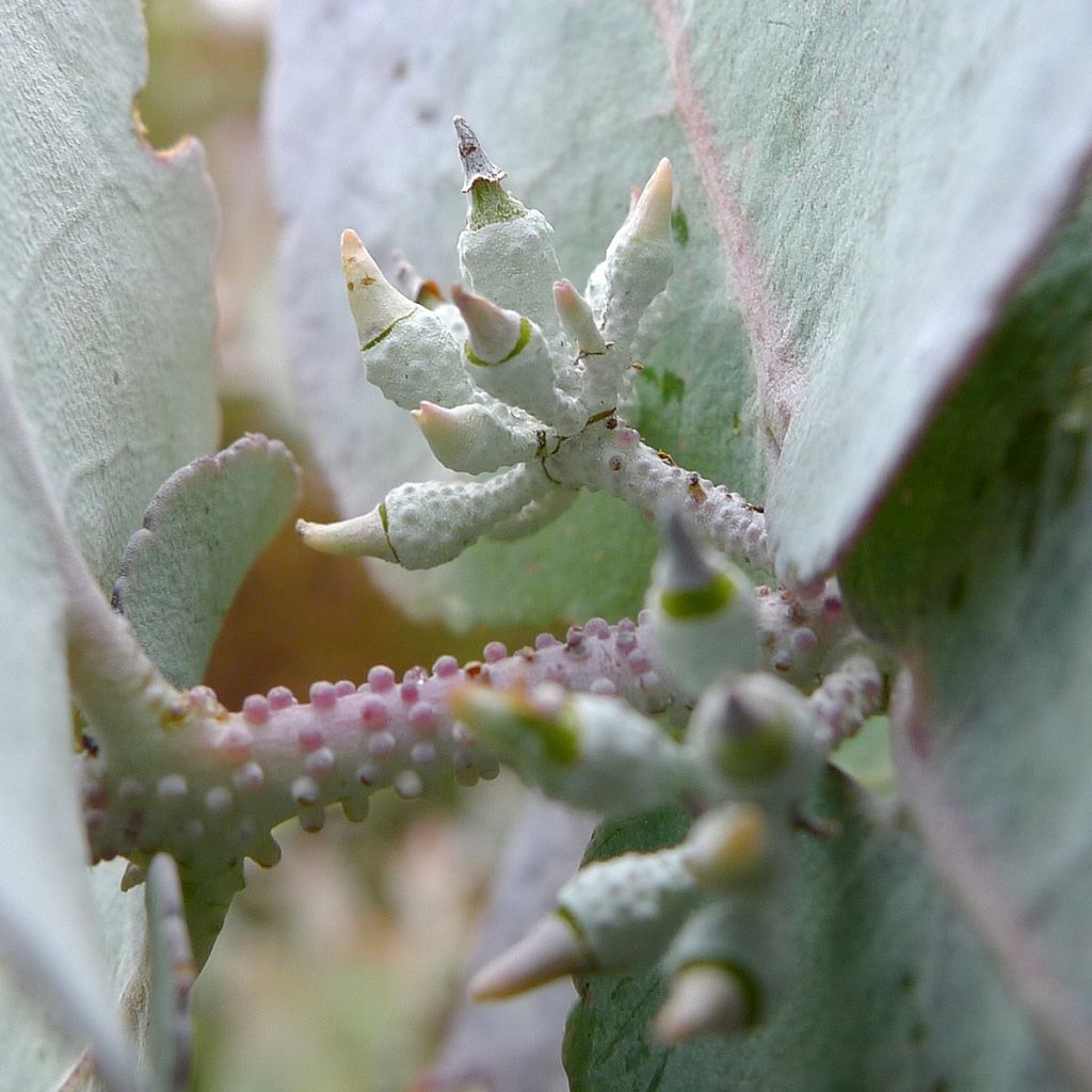 Eucalyptus crenulata - Eucalipto rosado