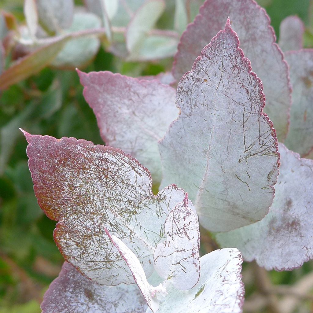 Eucalyptus crenulata - Eucalipto rosado