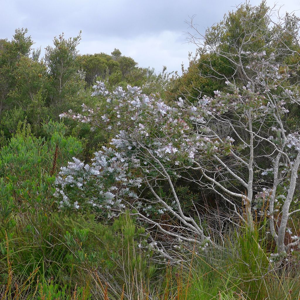 Eucalyptus crenulata - Eucalipto rosado