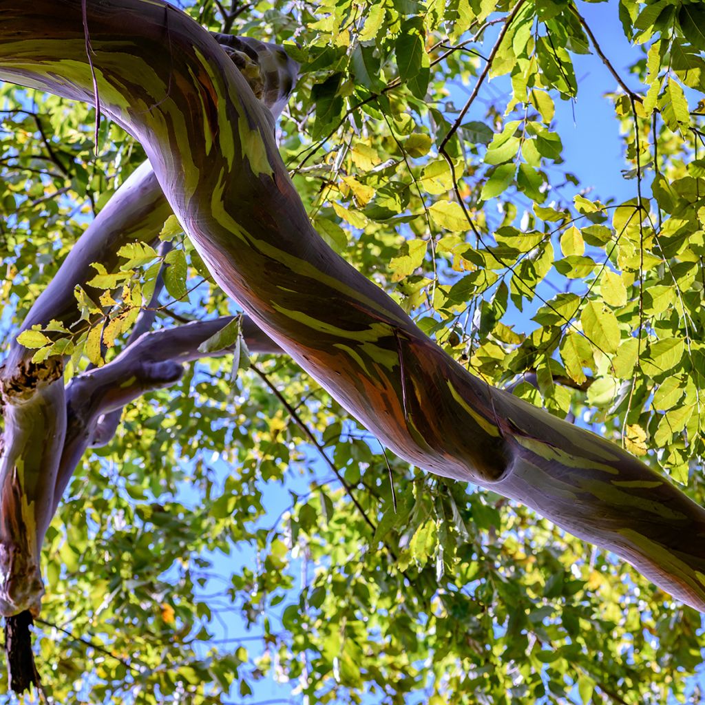 Eucalyptus deglupta - Eucalipto arcoíris