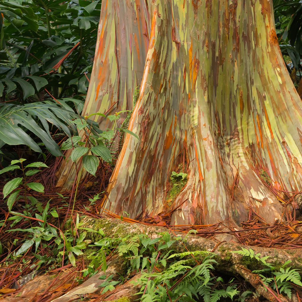 Eucalyptus deglupta - Eucalipto arcoíris