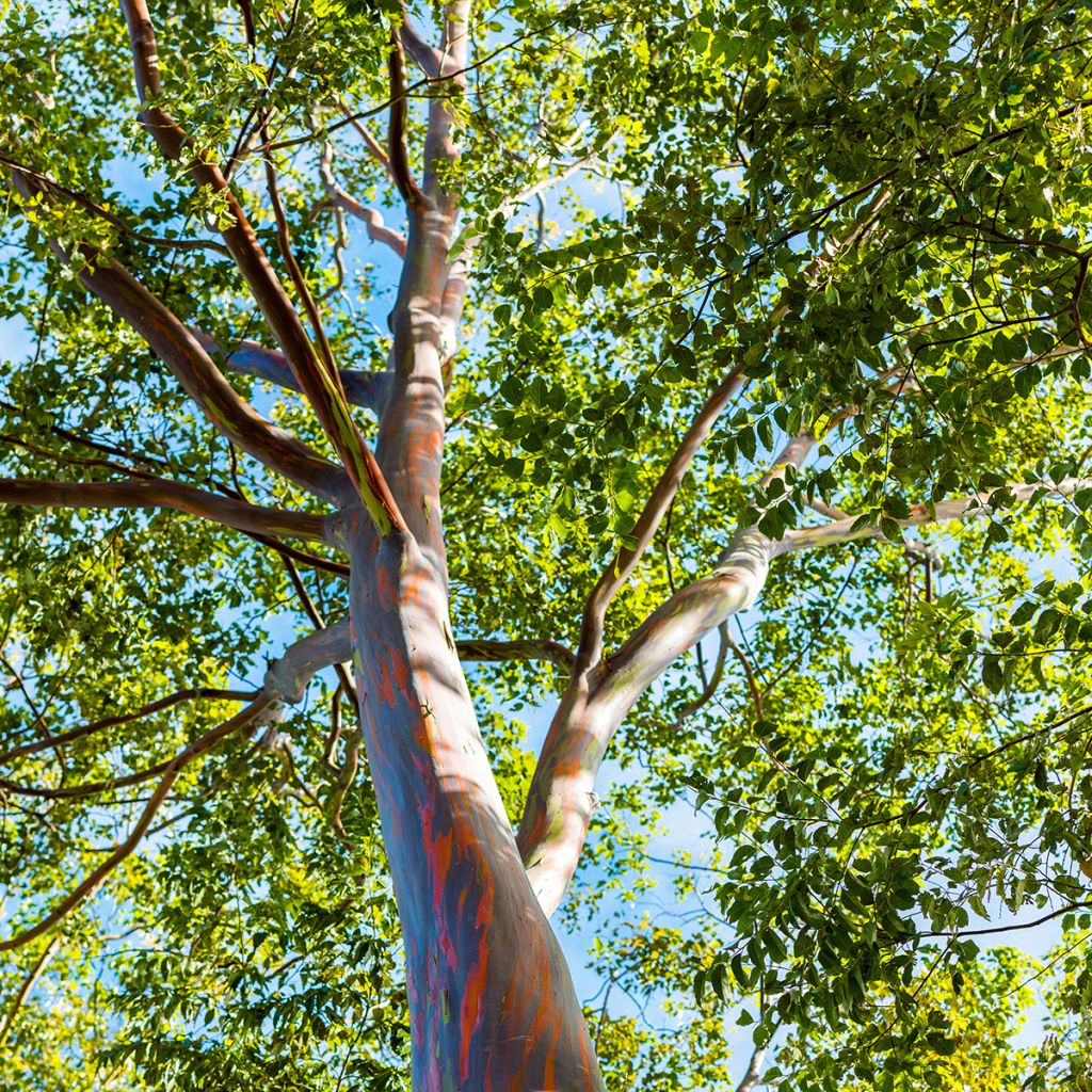 Eucalyptus deglupta - Eucalipto arcoíris