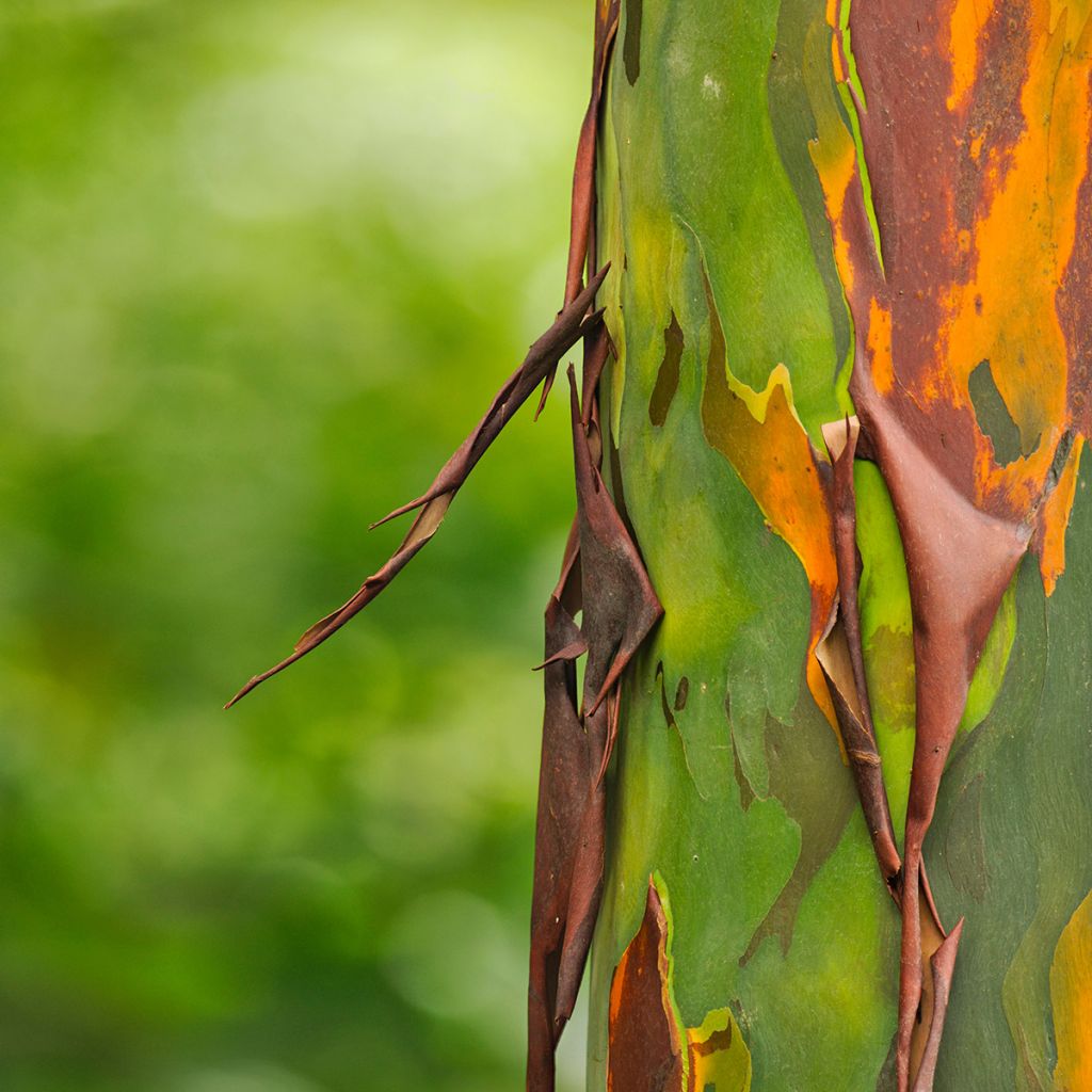 Eucalyptus deglupta - Eucalipto arcoíris