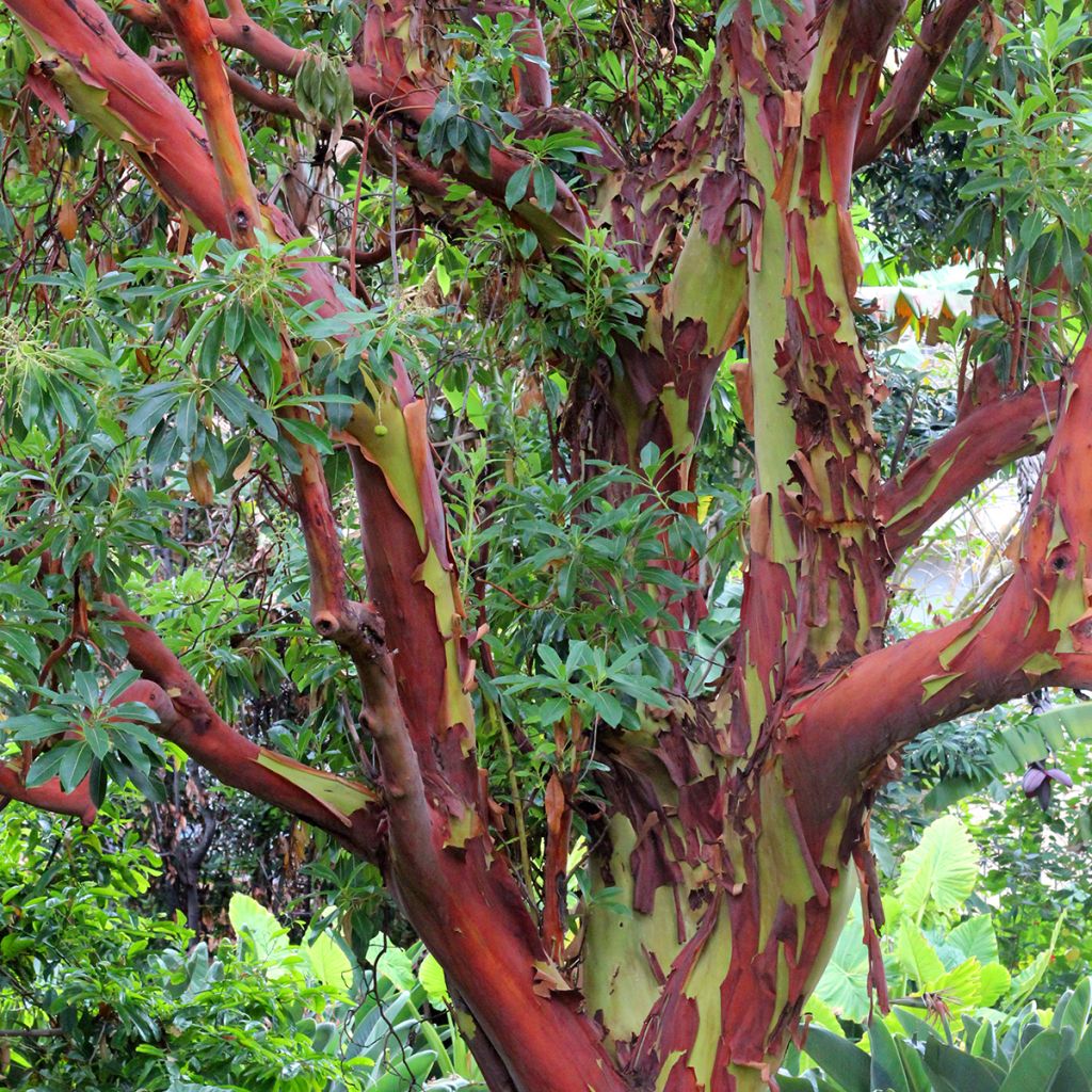 Eucalyptus deglupta - Eucalipto arcoíris